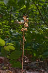 Spiked crested coralroot